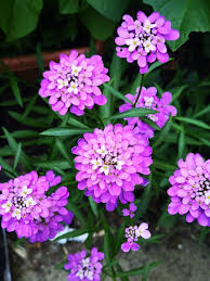 Image result for Iberis umbellata