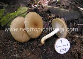 Attēlu rezultāti vaicājumam “Lepista sp.”