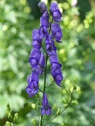 Image result for Aconitum napellus