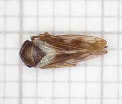 Attēlu rezultāti vaicājumam “Oncopsis sp.”