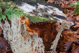 Attēlu rezultāti vaicājumam “Antrodia xantha”