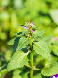 Attēlu rezultāti vaicājumam “Lamium maculatum flower”