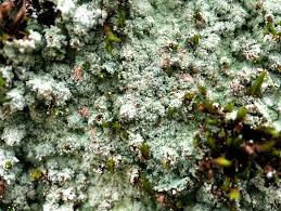 Attēlu rezultāti vaicājumam “Lepraria”