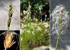 Attēlu rezultāti vaicājumam “Trichophorum alpinum”