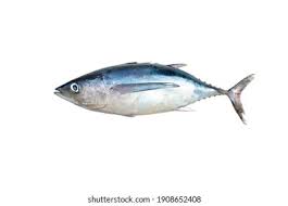 Image result for Thunnus alalunga