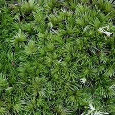 Attēlu rezultāti vaicājumam “Dicranales”