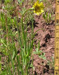 Image result for Tragopogon pratensis