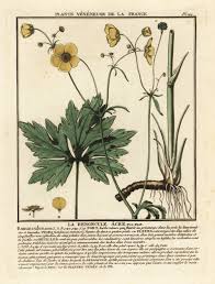 Attēlu rezultāti vaicājumam “Ranunculus acris”