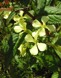 Attēlu rezultāti vaicājumam “Raphanus raphanistrum”