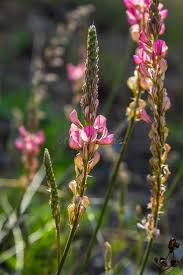 Attēlu rezultāti vaicājumam “Onobrychis arenaria flower”