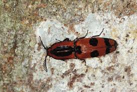 Attēlu rezultāti vaicājumam “Elateridae”