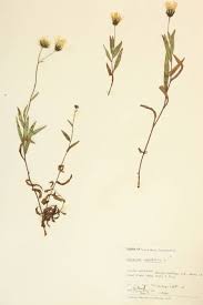 Attēlu rezultāti vaicājumam “Hieracium umbellatum”