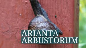 Attēlu rezultāti vaicājumam “Arianta arbustorum”