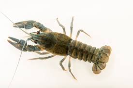 Attēlu rezultāti vaicājumam “Astacus astacus”