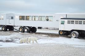 Image result for tundra buggy