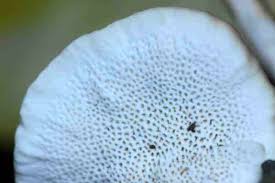 Attēlu rezultāti vaicājumam “Postia rennyi”