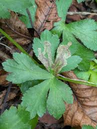 Attēlu rezultāti vaicājumam “Milesina murariae”