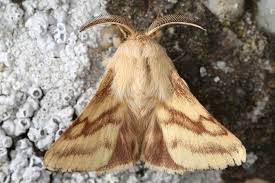 Attēlu rezultāti vaicājumam “Malacosoma castrensis male”