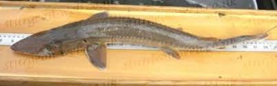 Image result for Scaphirhynchus platorynchus