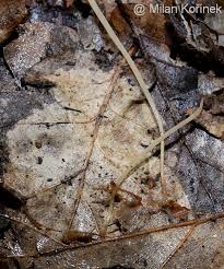 Attēlu rezultāti vaicājumam “Macrotyphula juncea”