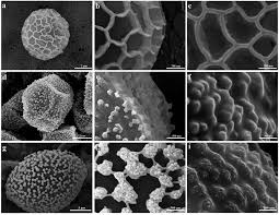 Attēlu rezultāti vaicājumam “Metatrichia floriformis spores”
