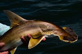 Image result for Sphyrna corona