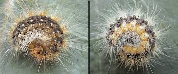 Attēlu rezultāti vaicājumam “Arctia caja imago”