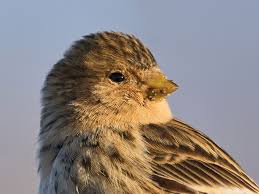 Image result for twite photo