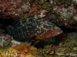 Image result for Epinephelus marginatus