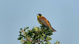 Image result for Emberiza melanocephala