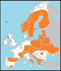 Attēlu rezultāti vaicājumam “Eumedonia eumedon underside”