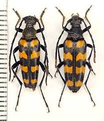 Attēlu rezultāti vaicājumam “Leptura quadrifasciata”