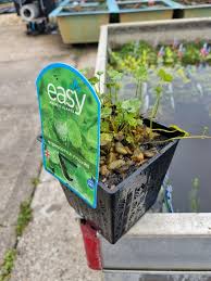 Attēlu rezultāti vaicājumam “Hydrocotyle vulgaris fruit”