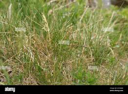 Attēlu rezultāti vaicājumam “Poa angustifolia”