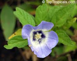 Attēlu rezultāti vaicājumam “Nicandra physalodes”