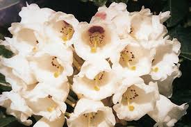 Attēlu rezultāti vaicājumam “Rhododendron sichotense flower”