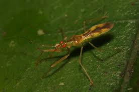 Attēlu rezultāti vaicājumam “Nabidae”