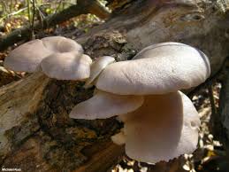 Attēlu rezultāti vaicājumam “Pleurotus ostreatus”