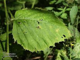 Attēlu rezultāti vaicājumam “Telekia speciosa leaf”