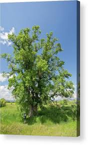Attēlu rezultāti vaicājumam “Ulmus minor”