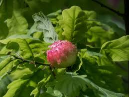 Attēlu rezultāti vaicājumam “Biorhiza pallida”