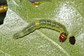 Attēlu rezultāti vaicājumam “Archips podana”