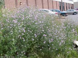 Attēlu rezultāti vaicājumam “Centaurea stoebe”