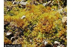 Attēlu rezultāti vaicājumam “Bryum rubens”