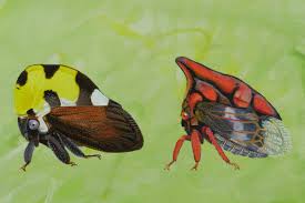 Attēlu rezultāti vaicājumam “Membracidae”