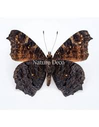 Attēlu rezultāti vaicājumam “Inachis io”