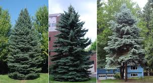 Attēlu rezultāti vaicājumam “Picea”