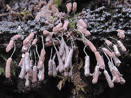 Attēlu rezultāti vaicājumam “Stemonitopsis typhina var. similis”