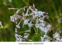 Attēlu rezultāti vaicājumam “Silene nutans”