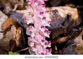 Attēlu rezultāti vaicājumam “Lathraea squamaria bud”